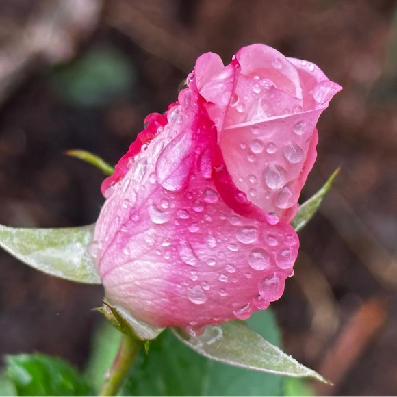 Meet your Posher, Tat - Picture 8 of 12